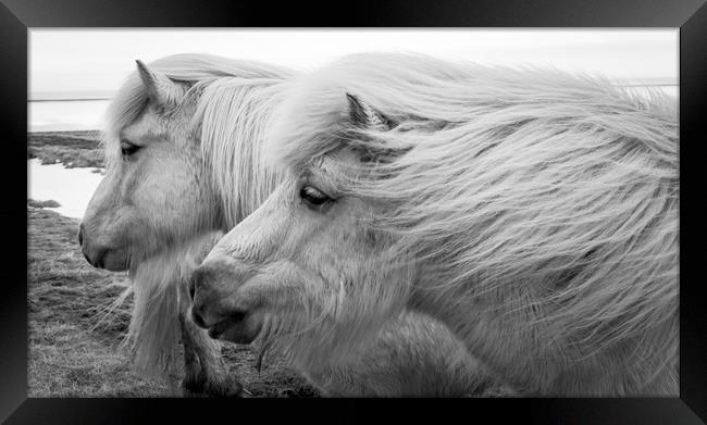 Icelandic Pony Views Framed Print by Gail Johnson