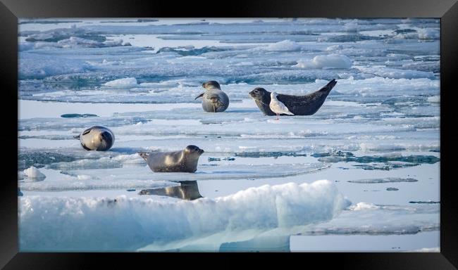 Icelandic Views Jökulsarlon glacier lagoon Framed Print by Gail Johnson