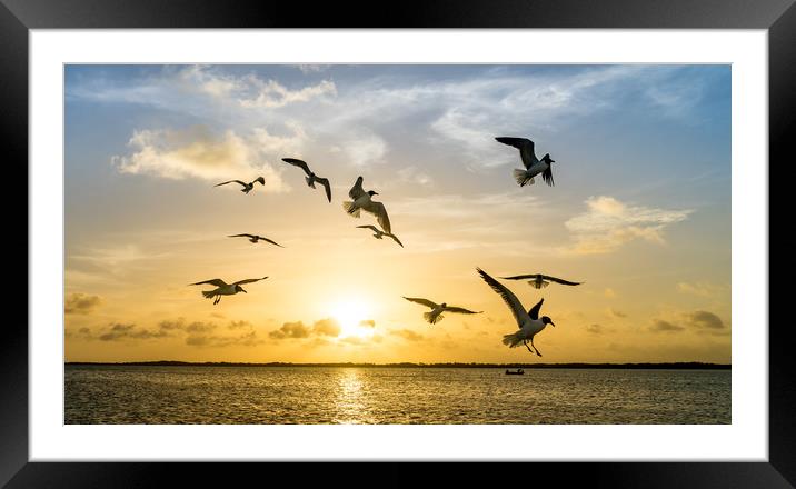 Bonaire Sunset Framed Mounted Print by Gail Johnson