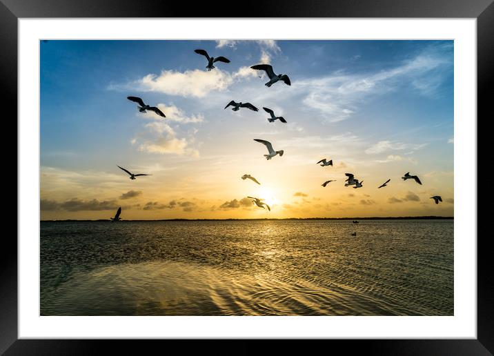 Bonaire Sunset Framed Mounted Print by Gail Johnson