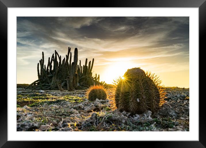 cactus sunset Framed Mounted Print by Gail Johnson