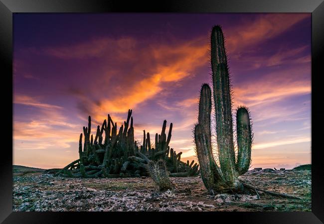 cactus sunset Framed Print by Gail Johnson