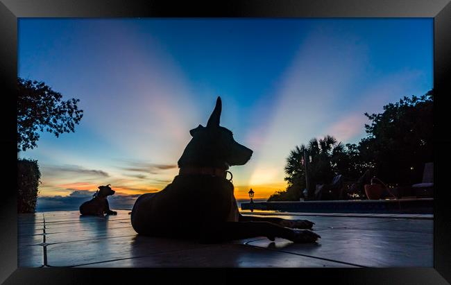  Dogs in the sunset  Curacao Views Framed Print by Gail Johnson