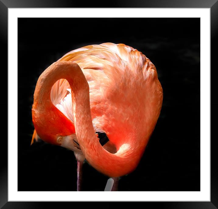   Flamingo washing - Curacao views Framed Mounted Print by Gail Johnson