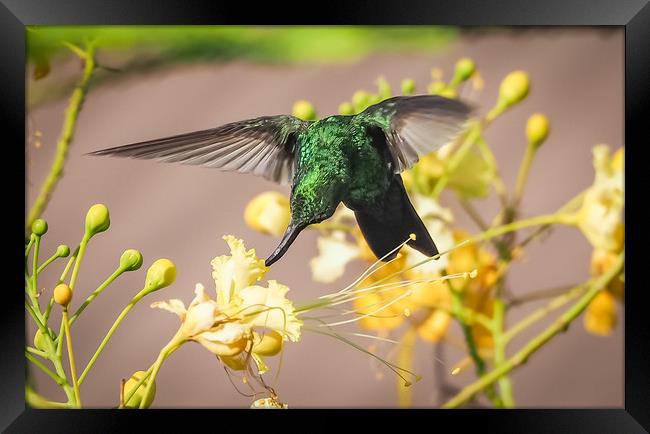 Emerald  Humming bird     Curacao Views Framed Print by Gail Johnson