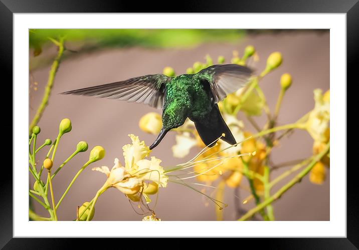 Emerald  Humming bird     Curacao Views Framed Mounted Print by Gail Johnson