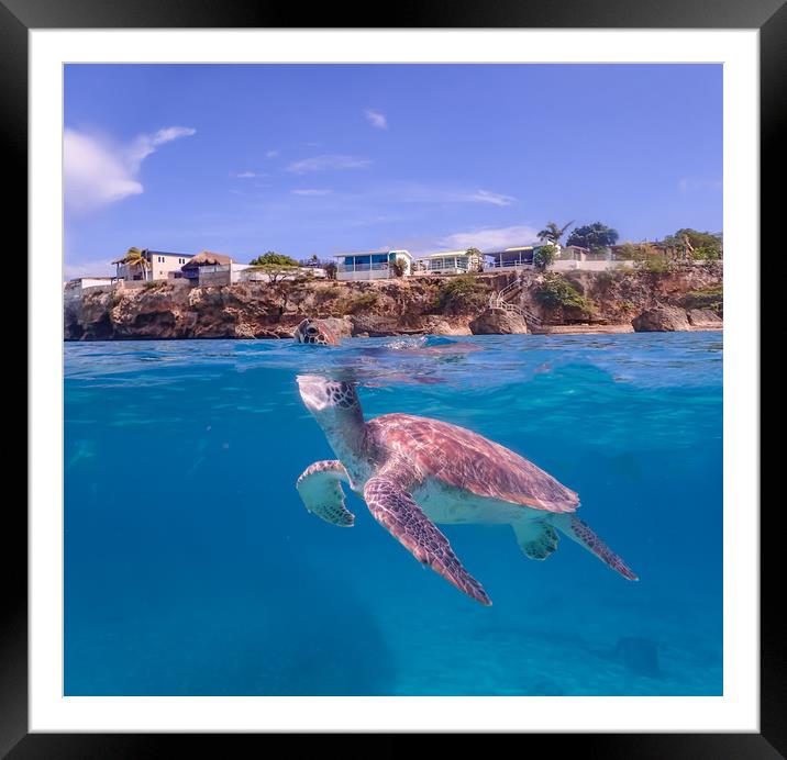 Snorkelling in the Caribbean sea  Framed Mounted Print by Gail Johnson