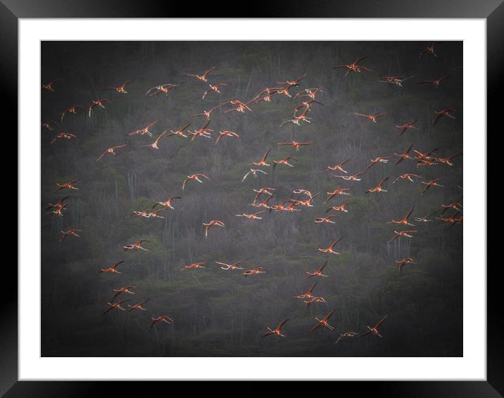 Flamingos at the salt pans Framed Mounted Print by Gail Johnson