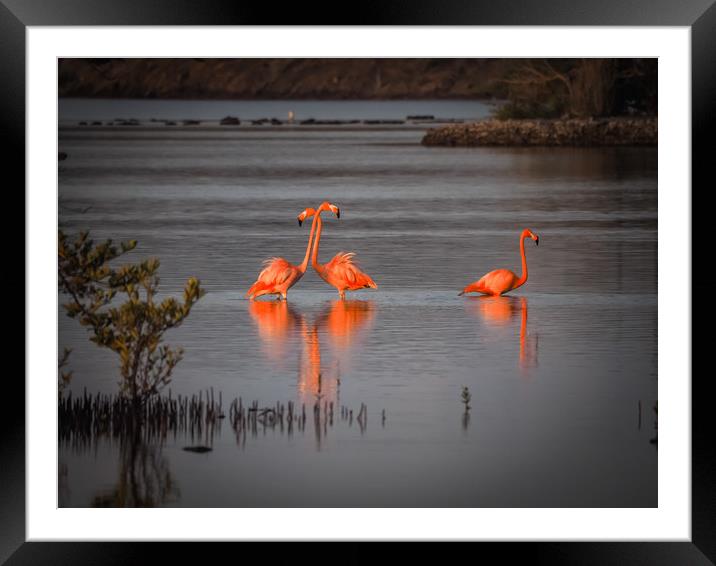 Flamingos at the salt pans Framed Mounted Print by Gail Johnson