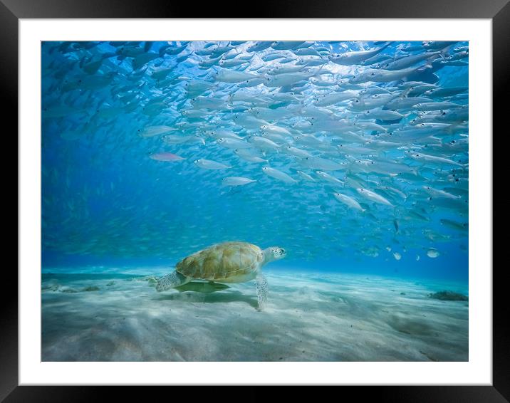  Underwater  Curacao Views Framed Mounted Print by Gail Johnson