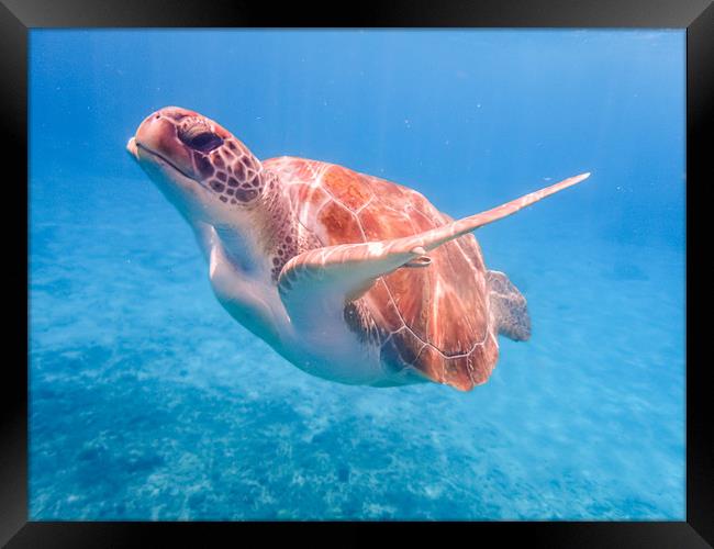 Turtles swimming  Curacao Views Framed Print by Gail Johnson