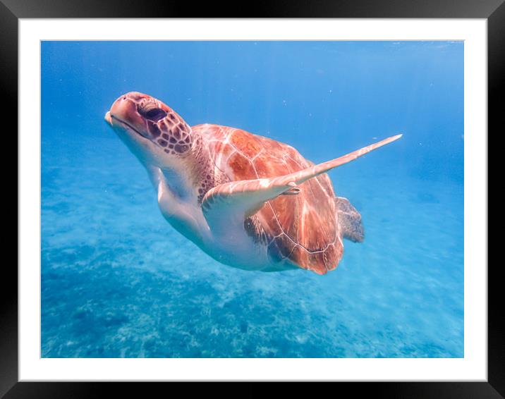 Turtles swimming  Curacao Views Framed Mounted Print by Gail Johnson