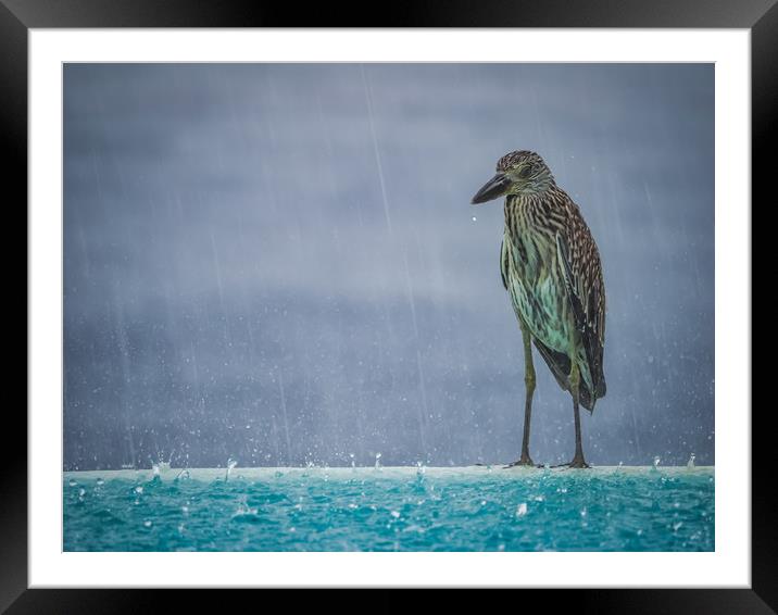  Heron in the pouring rain - Curacao Views Framed Mounted Print by Gail Johnson