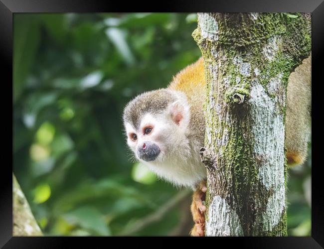  Squirrel Monkey   Views around Costa Rica  Framed Print by Gail Johnson