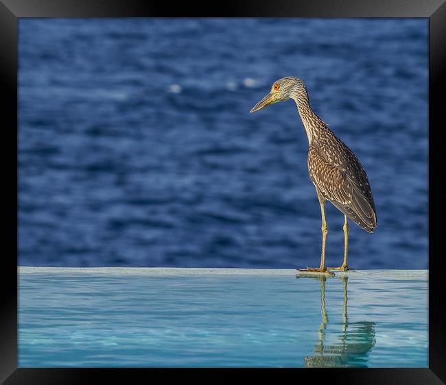   Heron Curacao Views Framed Print by Gail Johnson