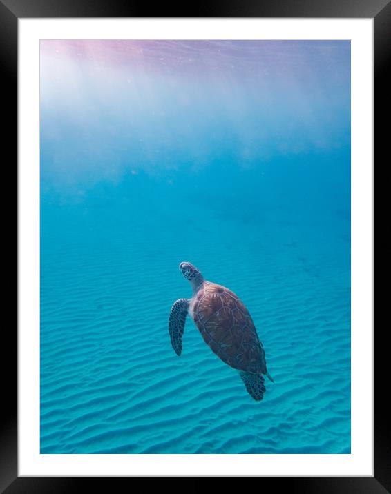 Snorkelling at Westpunt   Curacao Views Framed Mounted Print by Gail Johnson