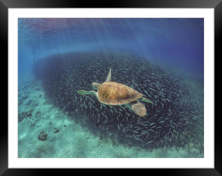   Swimming with fish and turtles Curacao views  Framed Mounted Print by Gail Johnson