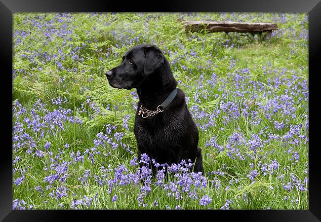 Black dog in bluebells Framed Print by Gail Johnson