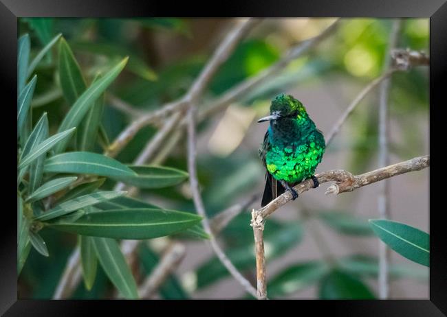 Emerald Green hummingbird in Curacao  Framed Print by Gail Johnson
