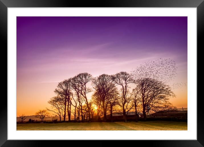 Starlings Framed Mounted Print by Gail Johnson