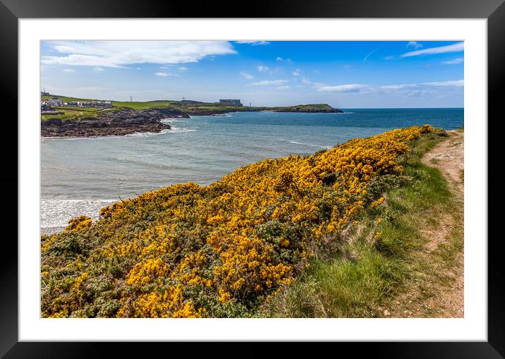 Spring Views around Caemes Bay with teh gorse out  Framed Mounted Print by Gail Johnson