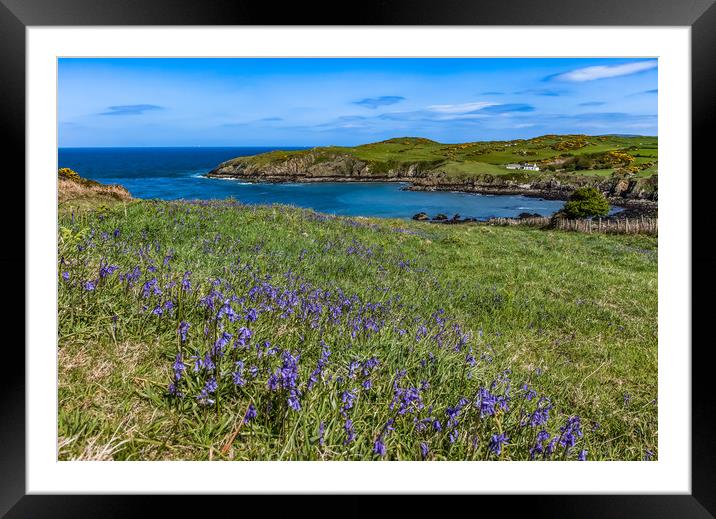 Spring Views around Porth Wen with teh gorse and b Framed Mounted Print by Gail Johnson