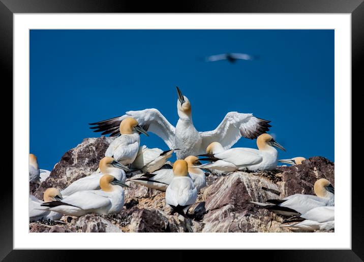 Bass Rock the home to over 10,000 Gannets Scotland Framed Mounted Print by Gail Johnson