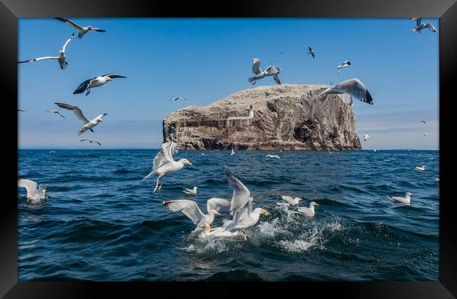Bass Rock the home to over 10,000 Gannets Scotland Framed Print by Gail Johnson