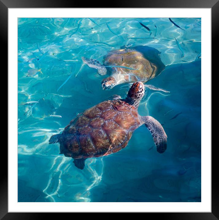 Turtles coming up for air  Framed Mounted Print by Gail Johnson