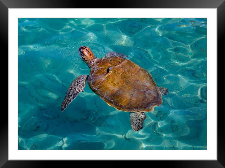 Turtle coming up for air Framed Mounted Print by Gail Johnson