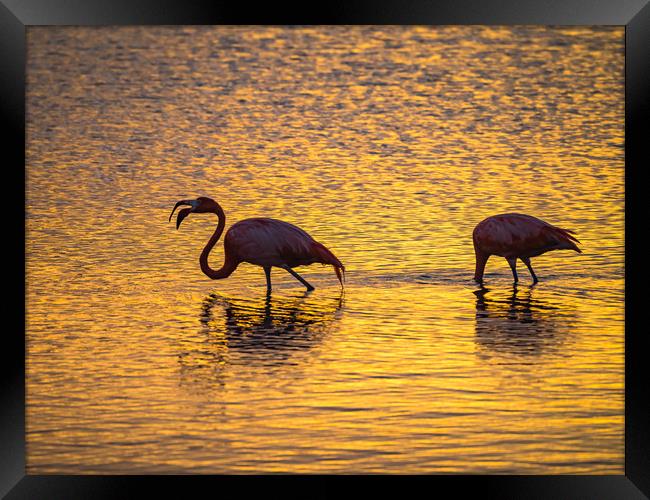 Flamingos in the sunset Views around the Caribbean Framed Print by Gail Johnson