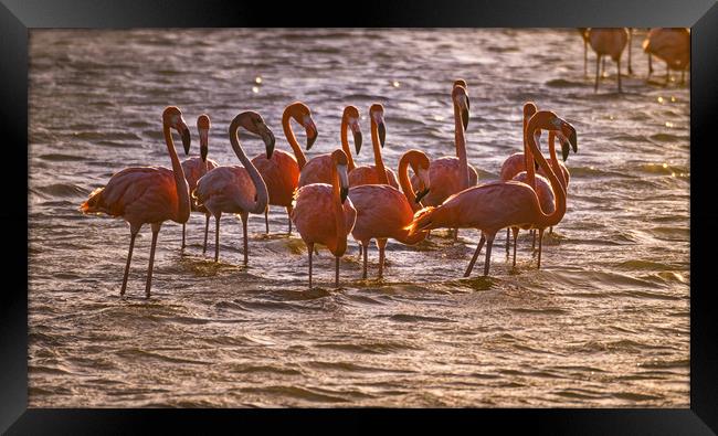 Flamingos feeding at a salt pan Framed Print by Gail Johnson