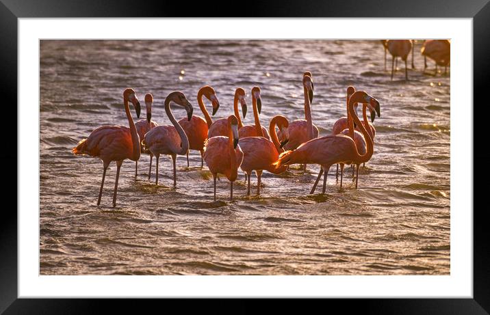 Flamingos feeding at a salt pan Framed Mounted Print by Gail Johnson