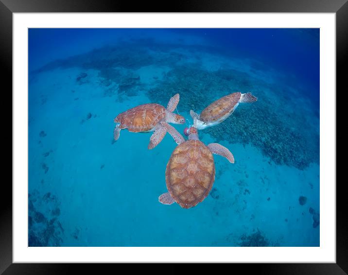   Swimming with Turtles Views around the small Car Framed Mounted Print by Gail Johnson