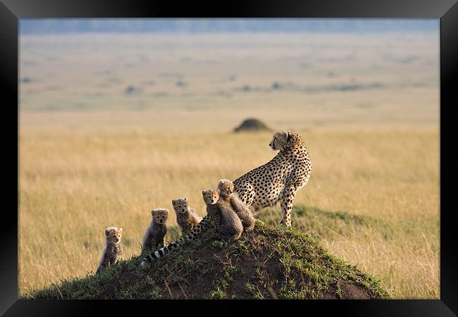 Cheetah and 5 cubs Framed Print by Gail Johnson