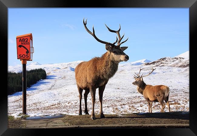 Red Deer Stag Framed Print by Gail Johnson