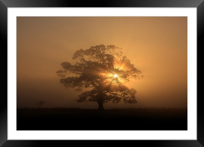 Tree silhouette in fog Framed Mounted Print by Gail Johnson