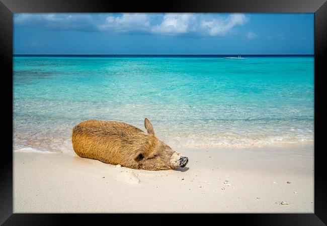 Wild Pig on a beach, Curacao, caribbean   Framed Print by Gail Johnson
