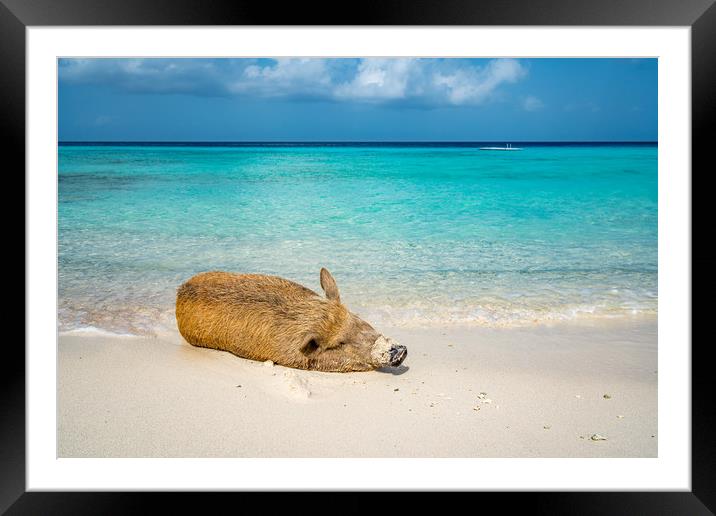 Wild Pig on a beach, Curacao, caribbean   Framed Mounted Print by Gail Johnson