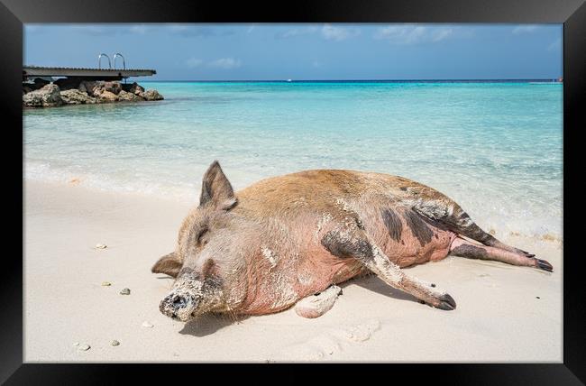 Wild Pig on a beach, Curacao, caribbean Framed Print by Gail Johnson
