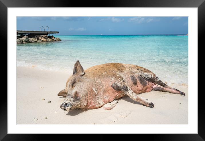 Wild Pig on a beach, Curacao, caribbean Framed Mounted Print by Gail Johnson