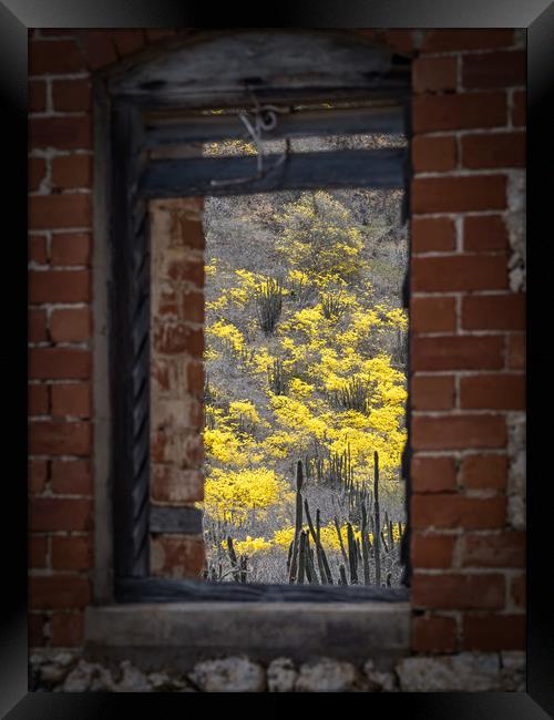 window to yellow trees Framed Print by Gail Johnson