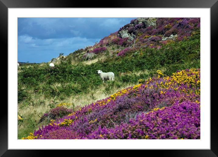 Walking around Conwy and its Mountain Framed Mounted Print by Gail Johnson