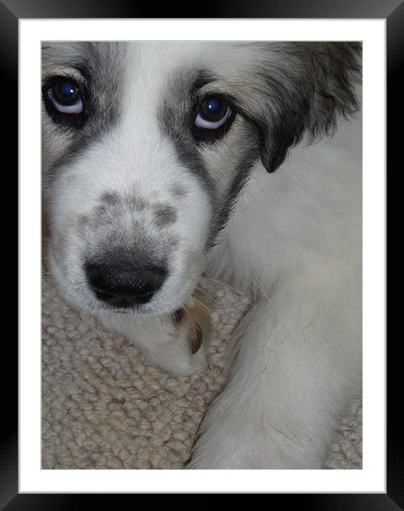 Pyrenean Puppy Framed Mounted Print by Jenna Mackenzie