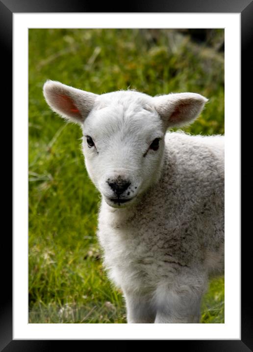 Lamb Framed Mounted Print by Glen Allen