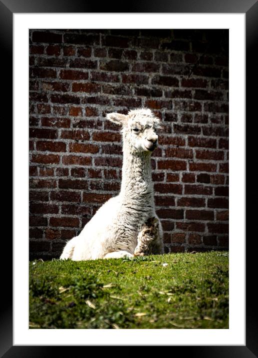 Alpaca  Framed Mounted Print by Glen Allen