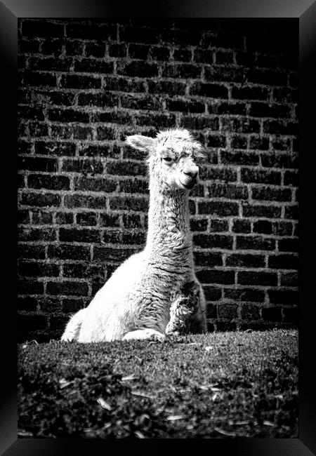 Alpaca - Mono Framed Print by Glen Allen