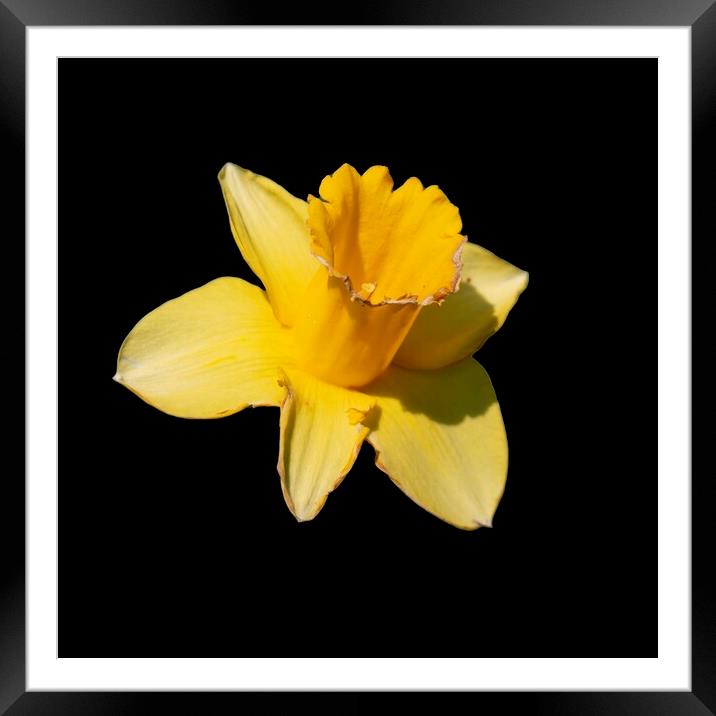 Daffodil Framed Mounted Print by Glen Allen