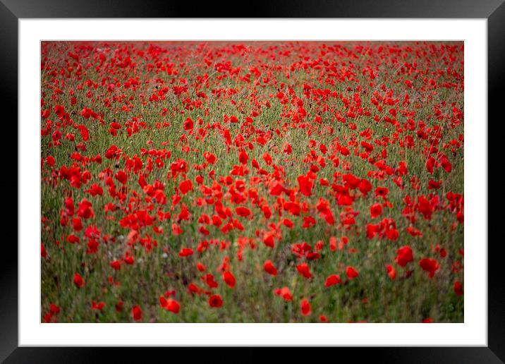 Field of Poppies Framed Mounted Print by Glen Allen