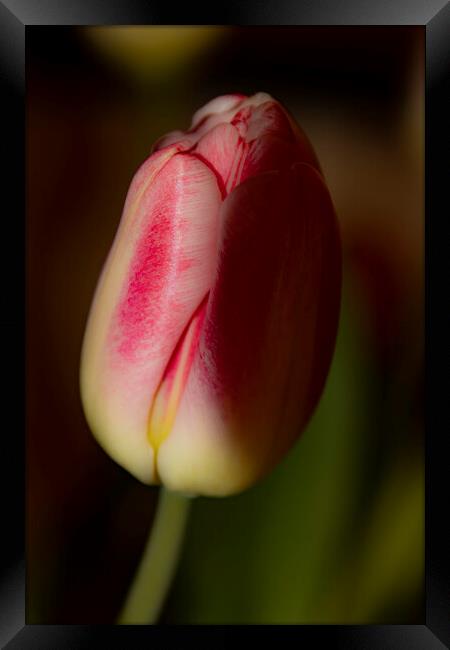 Tulip 02 Framed Print by Glen Allen